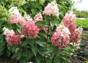 Obraz Hydrangea